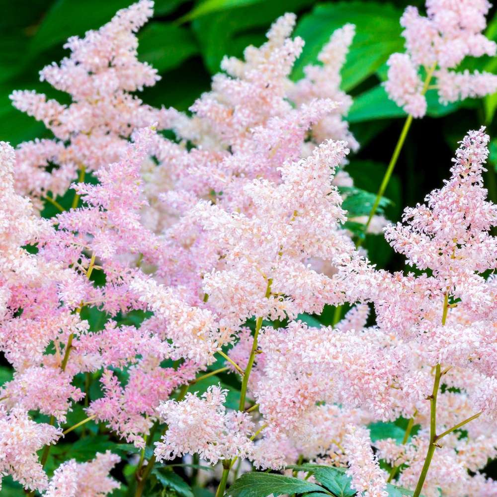 Astilbe japonica 'Europa'